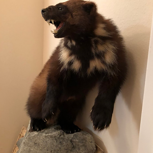 Wolverine Full Mount Taxidermy