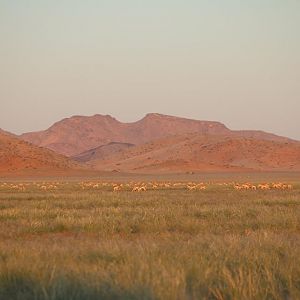 Springbok