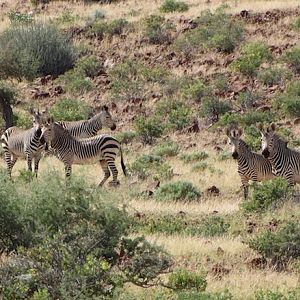 Hartmann's Mountain Zebra