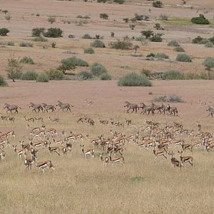 Springbok & Hartmann's Mountain Zebra