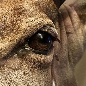 Nyala Shoulder Mount Taxidermy Close Up