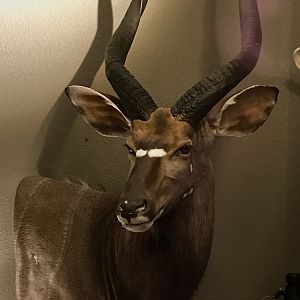 Nyala Shoulder Mount Taxidermy