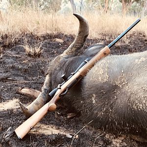 Asiatic Water Buffalo Hunt in Australia