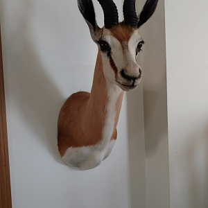 Springbok Shoulder Mount Taxidermy