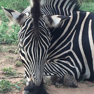 South Africa Hunt Burchell's Plain Zebra