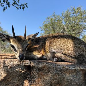 Klipspringer Hunting in South Africa