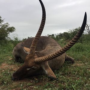 South Africa Hunting Waterbuck