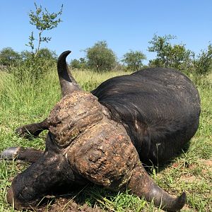 Cape Buffalo Hunt in South Africa