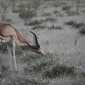 Springbok