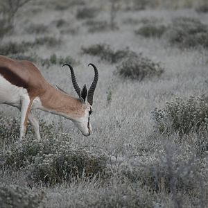 Springbok