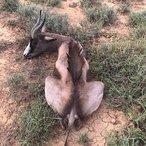 South Africa Hunt Black Springbok