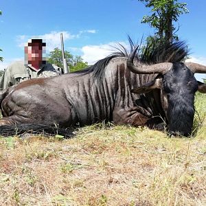 Hunt Blue Wildebeest Namibia