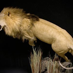 Lion Charge Full Mount Taxidermy