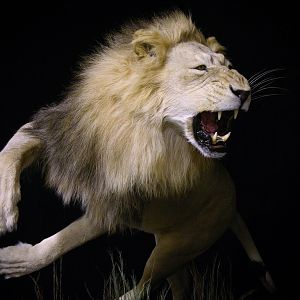 Lion Charge Full Mount Taxidermy