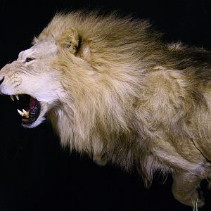 Lion Charge Full Mount Taxidermy