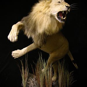 Lion Charge Full Mount Taxidermy