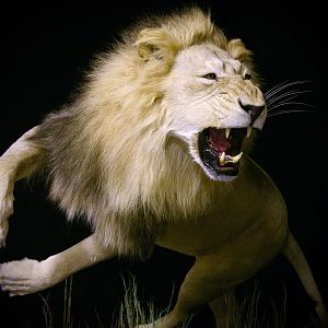 Lion Charge Full Mount Taxidermy