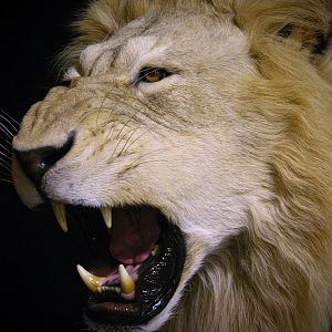 Lion Charge Full Mount Taxidermy