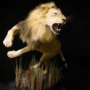 Lion Charge Full Mount Taxidermy