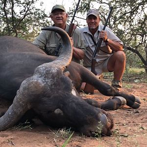 Cape Buffalo Cow Hunt in South Africa