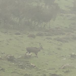 Mountain Nyala in the Fog Ethiopia