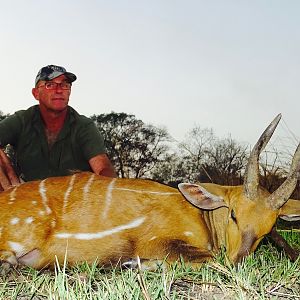 Hunt Harnessed Bushbuck Benin