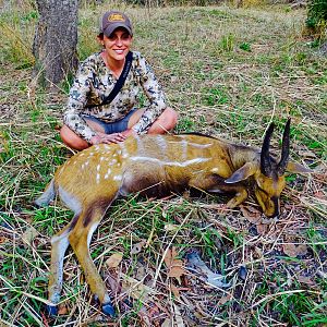 Hunting Harnessed Bushbuck Benin