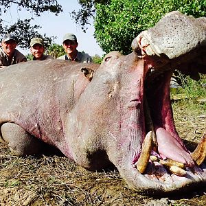 Hippo Hunt in Benin