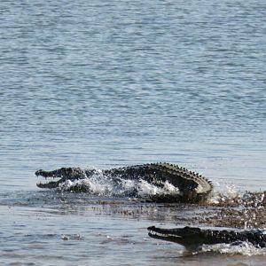 Crocodile Zimbabwe