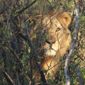 Lion Zimbabwe