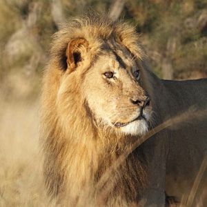 Lion Zimbabwe