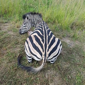 South Africa Hunt Burchell's Plain Zebra