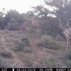 Kudu Trail Cam Pictures