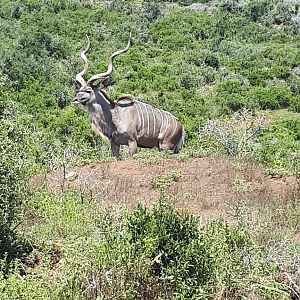 Kudu