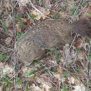 Groundhog Hunt