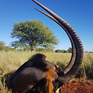 South Africa Hunt Sable Antelope