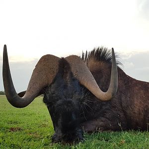 Hunting Black Wildebeest in South Africa