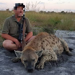 Hunting Spotted Hyena Namibia