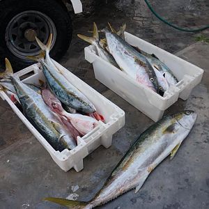 South Africa Fishing  Yellowtail & Kabeljou