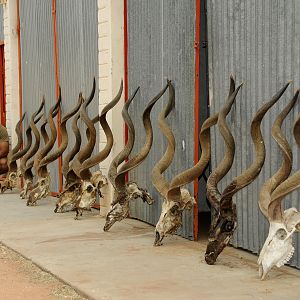 Kudu Bull Skulls collected in 2014 that died of Rabies