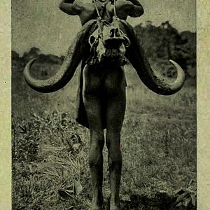 Media 'Buffalo Skull' in category 'Vintage Safari'