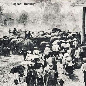 Elephant Hunting