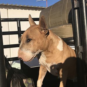 Our Hunting Companion Bruno the Bull Terrier