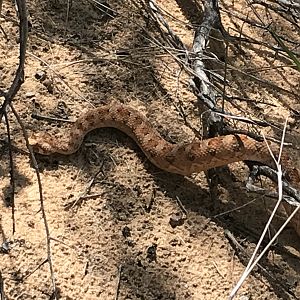 Horned Adder Namibia