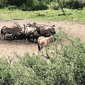 Gembok Namibia