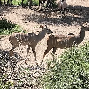 Kudu Namibia