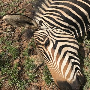 Namibia Hunting Hartmann's Mountain Zebra