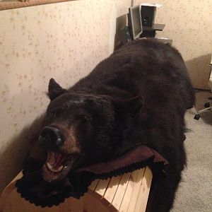 Bear Rug