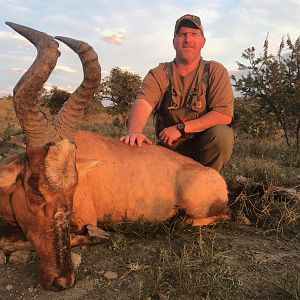 South Africa Hunting Red Hartebeest