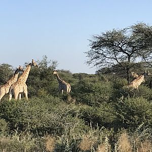 Giraffes Namibia